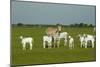 Domestic Brahma Cattle, Adult and Young-null-Mounted Photographic Print