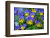 Domestic breed of Horned pansy, UK-Ernie Janes-Framed Photographic Print