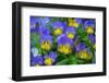 Domestic breed of Horned pansy, UK-Ernie Janes-Framed Photographic Print