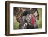 Domestic Bronze Gobbler, Florida Barnyard-Maresa Pryor-Framed Photographic Print