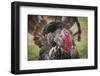 Domestic Bronze Gobbler, Florida Barnyard-Maresa Pryor-Framed Photographic Print