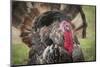 Domestic Bronze Gobbler, Florida Barnyard-Maresa Pryor-Mounted Photographic Print