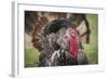 Domestic Bronze Gobbler, Florida Barnyard-Maresa Pryor-Framed Photographic Print