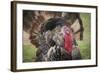 Domestic Bronze Gobbler, Florida Barnyard-Maresa Pryor-Framed Photographic Print