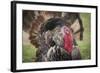 Domestic Bronze Gobbler, Florida Barnyard-Maresa Pryor-Framed Photographic Print