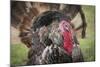 Domestic Bronze Gobbler, Florida Barnyard-Maresa Pryor-Mounted Photographic Print