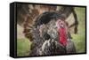 Domestic Bronze Gobbler, Florida Barnyard-Maresa Pryor-Framed Stretched Canvas