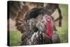 Domestic Bronze Gobbler, Florida Barnyard-Maresa Pryor-Stretched Canvas