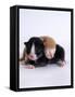 Domestic Cat, 1-Day Kittens Black-And-White and Ginger-Jane Burton-Framed Stretched Canvas