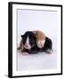 Domestic Cat, 1-Day Kittens Black-And-White and Ginger-Jane Burton-Framed Photographic Print