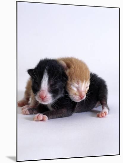 Domestic Cat, 1-Day Kittens Black-And-White and Ginger-Jane Burton-Mounted Photographic Print