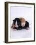 Domestic Cat, 1-Day Kittens Black-And-White and Ginger-Jane Burton-Framed Photographic Print