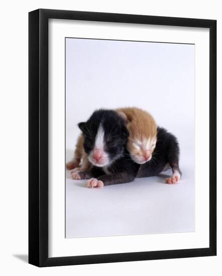 Domestic Cat, 1-Day Kittens Black-And-White and Ginger-Jane Burton-Framed Photographic Print