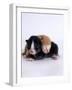 Domestic Cat, 1-Day Kittens Black-And-White and Ginger-Jane Burton-Framed Photographic Print