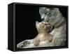 Domestic Cat, 1-Month, Burmese Kitten with His Blue Mother-Jane Burton-Framed Stretched Canvas