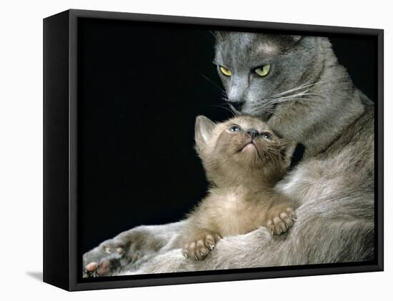 Domestic Cat, 1-Month, Burmese Kitten with His Blue Mother-Jane Burton-Framed Stretched Canvas