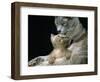 Domestic Cat, 1-Month, Burmese Kitten with His Blue Mother-Jane Burton-Framed Premium Photographic Print