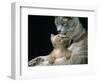 Domestic Cat, 1-Month, Burmese Kitten with His Blue Mother-Jane Burton-Framed Premium Photographic Print