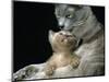 Domestic Cat, 1-Month, Burmese Kitten with His Blue Mother-Jane Burton-Mounted Premium Photographic Print