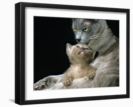 Domestic Cat, 1-Month, Burmese Kitten with His Blue Mother-Jane Burton-Framed Photographic Print