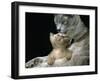 Domestic Cat, 1-Month, Burmese Kitten with His Blue Mother-Jane Burton-Framed Photographic Print