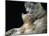 Domestic Cat, 1-Month, Burmese Kitten with His Blue Mother-Jane Burton-Mounted Photographic Print