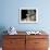 Domestic Cat, 1-Month, Burmese Kitten with His Blue Mother-Jane Burton-Framed Photographic Print displayed on a wall