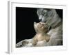 Domestic Cat, 1-Month, Burmese Kitten with His Blue Mother-Jane Burton-Framed Photographic Print