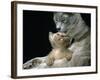 Domestic Cat, 1-Month, Burmese Kitten with His Blue Mother-Jane Burton-Framed Photographic Print