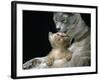 Domestic Cat, 1-Month, Burmese Kitten with His Blue Mother-Jane Burton-Framed Photographic Print