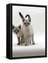 Domestic Cat, 10-Week Blue-Eyed Sepia Snow Bengal-Cross Kittens-Jane Burton-Framed Stretched Canvas