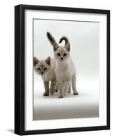 Domestic Cat, 10-Week Blue-Eyed Sepia Snow Bengal-Cross Kittens-Jane Burton-Framed Photographic Print