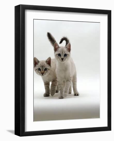 Domestic Cat, 10-Week Blue-Eyed Sepia Snow Bengal-Cross Kittens-Jane Burton-Framed Photographic Print