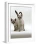 Domestic Cat, 10-Week Blue-Eyed Sepia Snow Bengal-Cross Kittens-Jane Burton-Framed Photographic Print
