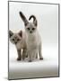 Domestic Cat, 10-Week Blue-Eyed Sepia Snow Bengal-Cross Kittens-Jane Burton-Mounted Photographic Print