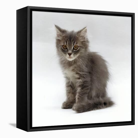 Domestic Cat, 10-Week, Grey Tabby Persian-Cross Kitten-Jane Burton-Framed Stretched Canvas