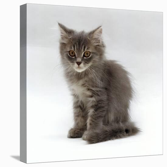 Domestic Cat, 10-Week, Grey Tabby Persian-Cross Kitten-Jane Burton-Stretched Canvas