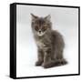 Domestic Cat, 10-Week, Grey Tabby Persian-Cross Kitten-Jane Burton-Framed Stretched Canvas