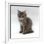 Domestic Cat, 10-Week, Grey Tabby Persian-Cross Kitten-Jane Burton-Framed Photographic Print