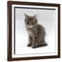 Domestic Cat, 10-Week, Grey Tabby Persian-Cross Kitten-Jane Burton-Framed Photographic Print