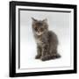 Domestic Cat, 10-Week, Grey Tabby Persian-Cross Kitten-Jane Burton-Framed Photographic Print