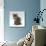Domestic Cat, 10-Week, Grey Tabby Persian-Cross Kitten-Jane Burton-Mounted Photographic Print displayed on a wall