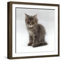 Domestic Cat, 10-Week, Grey Tabby Persian-Cross Kitten-Jane Burton-Framed Photographic Print