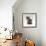 Domestic Cat, 10-Week, Grey Tabby Persian-Cross Kitten-Jane Burton-Framed Photographic Print displayed on a wall