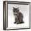 Domestic Cat, 10-Week, Grey Tabby Persian-Cross Kitten-Jane Burton-Framed Photographic Print