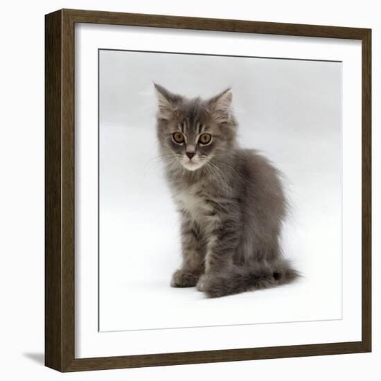 Domestic Cat, 10-Week, Grey Tabby Persian-Cross Kitten-Jane Burton-Framed Photographic Print