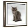 Domestic Cat, 10-Week, Grey Tabby Persian-Cross Kitten-Jane Burton-Framed Photographic Print