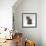 Domestic Cat, 10-Week, Grey Tabby Persian-Cross Kitten-Jane Burton-Framed Photographic Print displayed on a wall