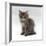 Domestic Cat, 10-Week, Grey Tabby Persian-Cross Kitten-Jane Burton-Framed Photographic Print