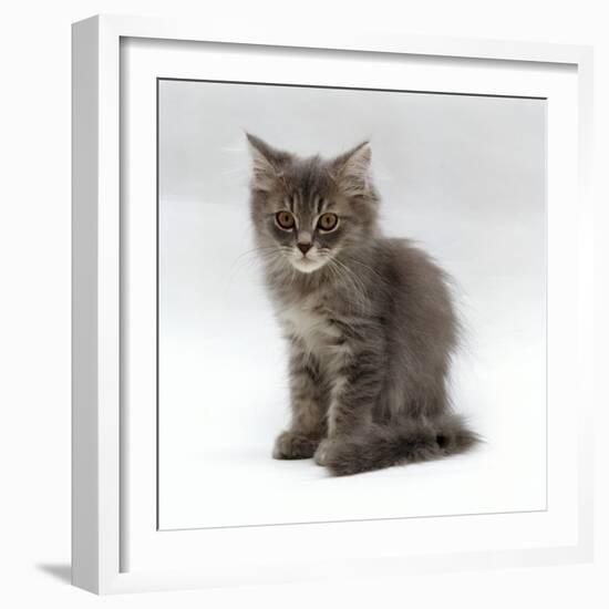 Domestic Cat, 10-Week, Grey Tabby Persian-Cross Kitten-Jane Burton-Framed Photographic Print